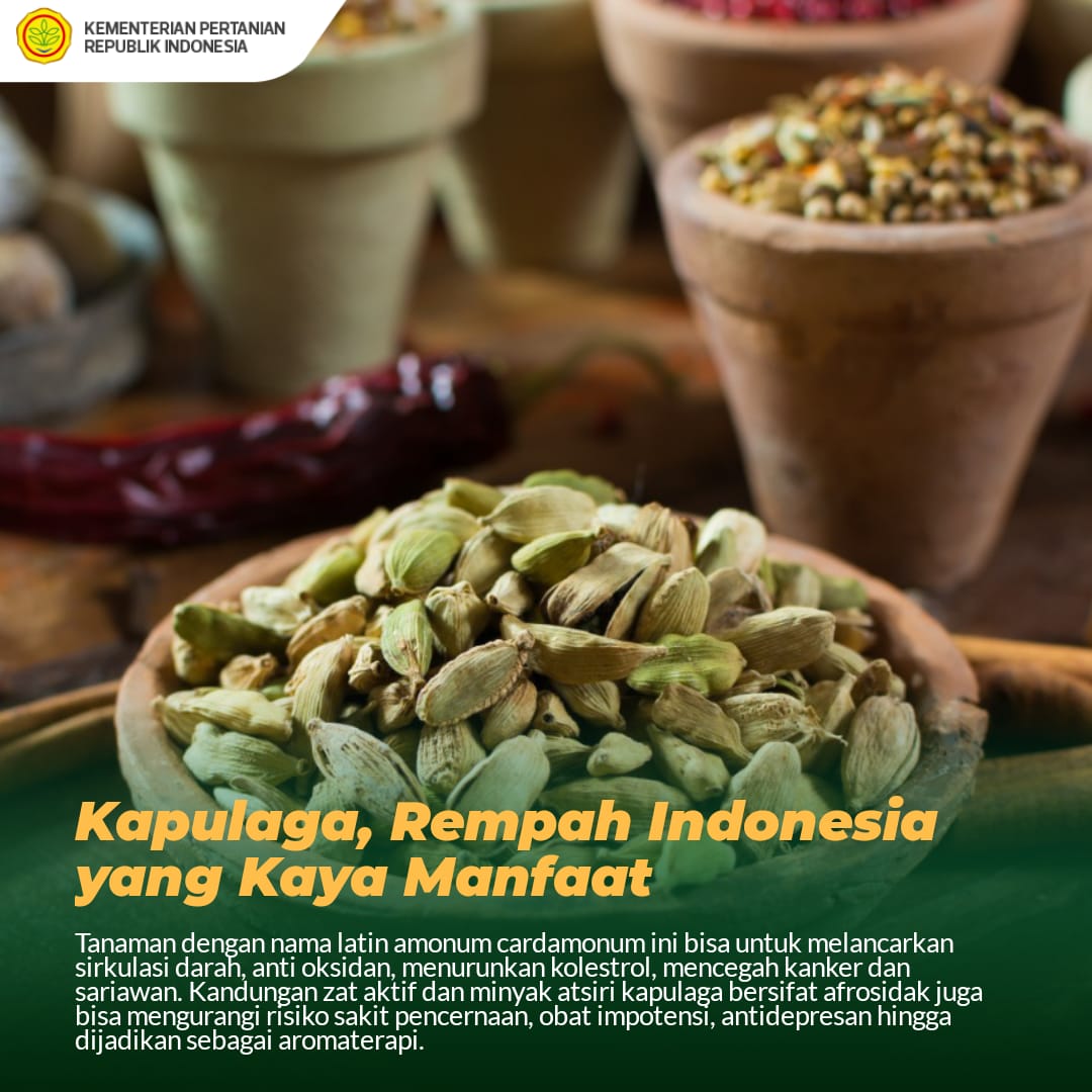 Manfaat Ekonomi Kapulaga bagi Masyarakat Gomo