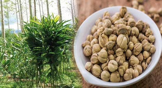 Kapulaga Asal Kecamatan Gomo Diincar Pasar Internasional