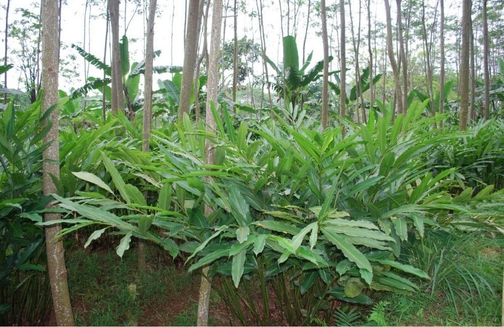 Nias Selatan Miliki Potensi Besar di Sektor Pertanian, dari Kapulaga hingga Padi Lokal Unggul